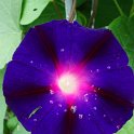 Picasa 2.7